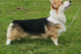 Image result for site:buyreklama.ru/*