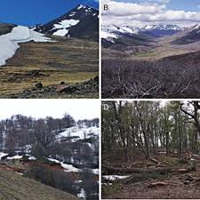 Attēlu rezultāti vaicājumam “Physarum, Nannengaella sp.”