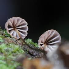 Attēlu rezultāti vaicājumam “Marasmius sp.”