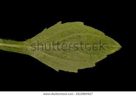 Attēlu rezultāti vaicājumam “Erigeron annuus leaf”