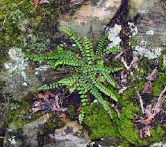 Attēlu rezultāti vaicājumam “Homalia trichomanoides sporophyte”
