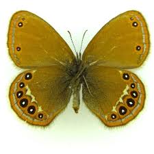 Attēlu rezultāti vaicājumam “Coenonympha hero underside”