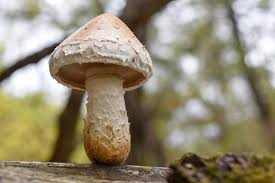 Attēlu rezultāti vaicājumam “Pholiota heteroclita”