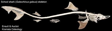 Image result for Galeorhinus galeus