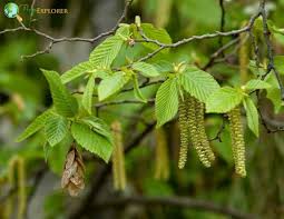 Attēlu rezultāti vaicājumam “Carpinus betulus female flower”