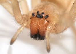 Attēlu rezultāti vaicājumam “Cheiracanthium sp.”