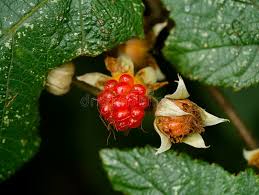 Attēlu rezultāti vaicājumam “Rubus nessensis”
