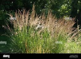 Attēlu rezultāti vaicājumam “Calamagrostis epigeios”