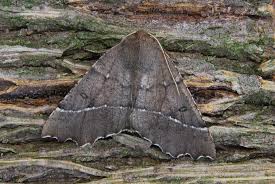 Attēlu rezultāti vaicājumam “Odontopera bidentata”