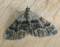 Attēlu rezultāti vaicājumam “Xanthorhoe quadrifasiata”