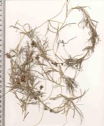 Attēlu rezultāti vaicājumam “Stuckenia pectinata”