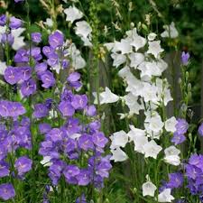 Image result for Campanula persicifolia