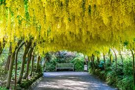 Attēlu rezultāti vaicājumam “Laburnum anagyroides flower”