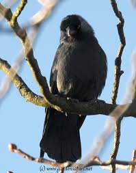 Attēlu rezultāti vaicājumam “Corvus monedula”