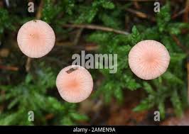 Attēlu rezultāti vaicājumam “Mycena rosella”