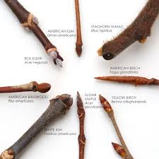 Attēlu rezultāti vaicājumam “Acer negundo bud”