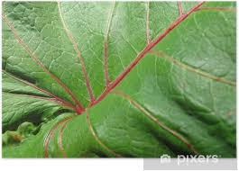 Image result for Sauerampfer