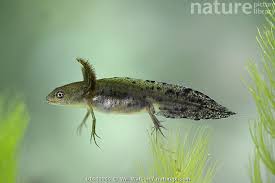 Attēlu rezultāti vaicājumam “Triturus cristatus”