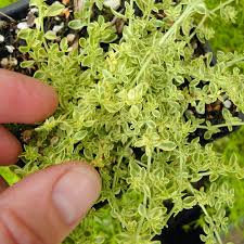 Attēlu rezultāti vaicājumam “Herniaria glabra leaf”