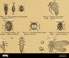 Attēlu rezultāti vaicājumam “Hippodamia notata”
