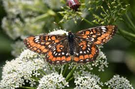 Attēlu rezultāti vaicājumam “Euphydryas maturna larva”