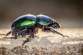 Attēlu rezultāti vaicājumam “Trypocopris vernalis”