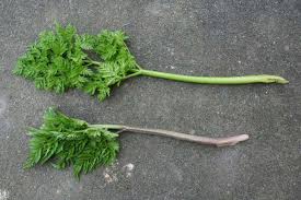 Attēlu rezultāti vaicājumam “Anthriscus sylvestris leaf”