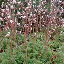 Attēlu rezultāti vaicājumam “Saxifraga cymbalaria fruit”