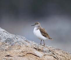 Attēlu rezultāti vaicājumam “Actitis hypoleucos”