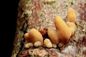 Attēlu rezultāti vaicājumam “Macrotyphula fistulosa”