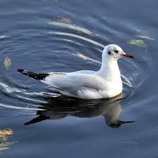 Image result for Chroicocephalus ridibundus