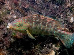 Image result for Symphodus melops