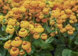 Image result for Calceolaria integrifolia