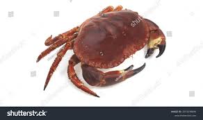 Image result for Cancer pagurus