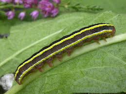 Attēlu rezultāti vaicājumam “Ceramica pisi larva”