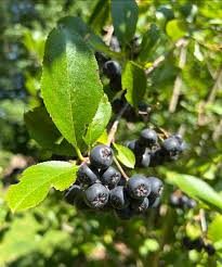 Attēlu rezultāti vaicājumam “Aronia melanocarpa fruit”