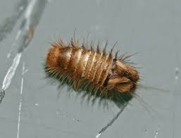 Attēlu rezultāti vaicājumam “Anthrenus scrophulariae”