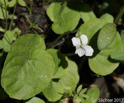 Attēlu rezultāti vaicājumam “Viola palustris leaf”