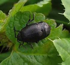 Attēlu rezultāti vaicājumam “Galeruca tanaceti”