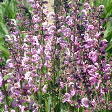 Image result for Salvia pratensis `Rose Rhapsody