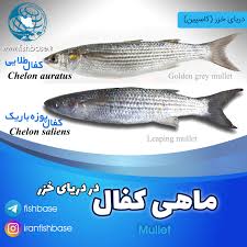 Image result for Chelon saliens