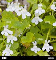 Attēlu rezultāti vaicājumam “Cymbalaria muralis flower”