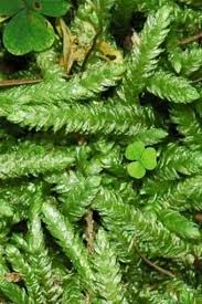 Attēlu rezultāti vaicājumam “Plagiothecium undulatum”