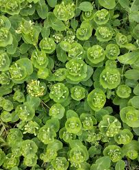 Attēlu rezultāti vaicājumam “Lonicera caprifolium”