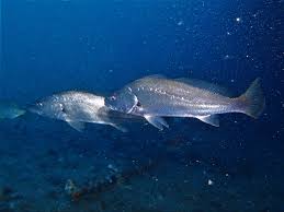 Image result for Argyrosomus japonicus