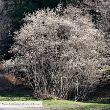 Attēlu rezultāti vaicājumam “Amelanchier canadensis”