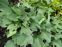 Attēlu rezultāti vaicājumam “Hosta sp. leaf”