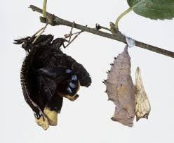 Attēlu rezultāti vaicājumam “Nymphalis pupa”