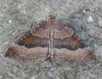 Attēlu rezultāti vaicājumam “Larentia clavaria”