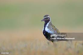 Attēlu rezultāti vaicājumam “Pluvialis apricaria”